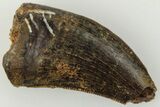 Serrated, .78" Tyrannosaur (Nanotyrannus?) Tooth - Montana - #204053-1